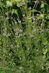 Wing-angle loosestrife